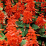 Salvia splendens.png